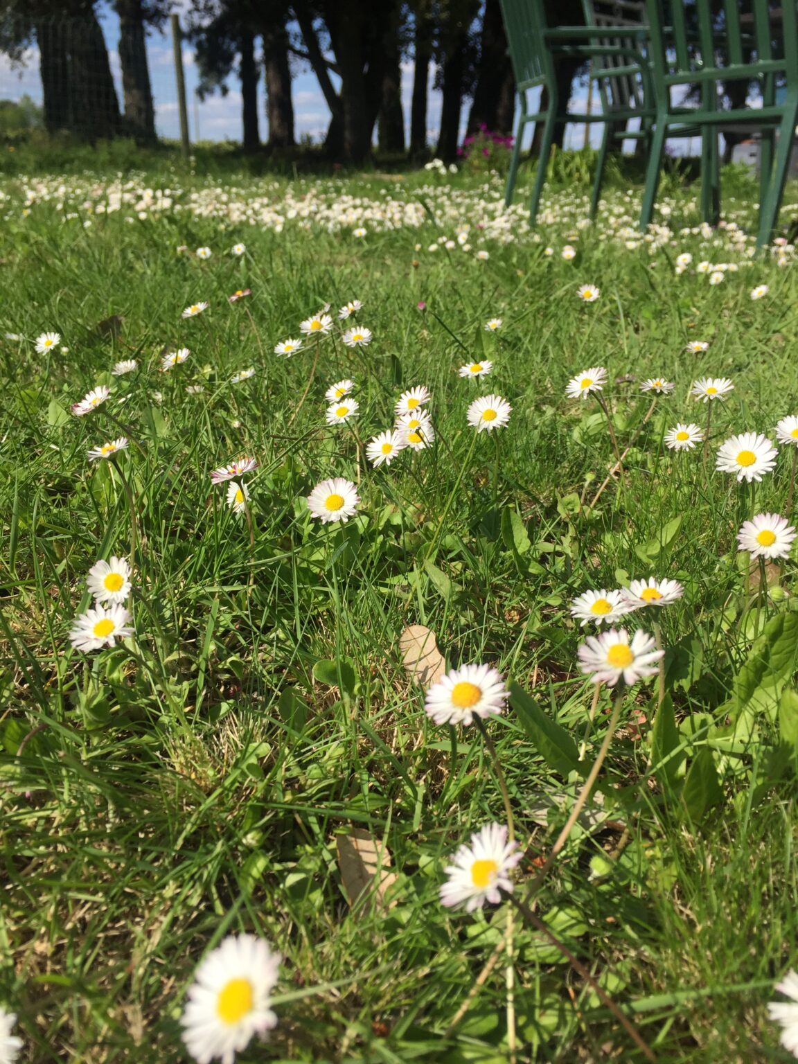 [Où étais-je le... ?] 12 mai 2019 : sur le terrain contre ma maison