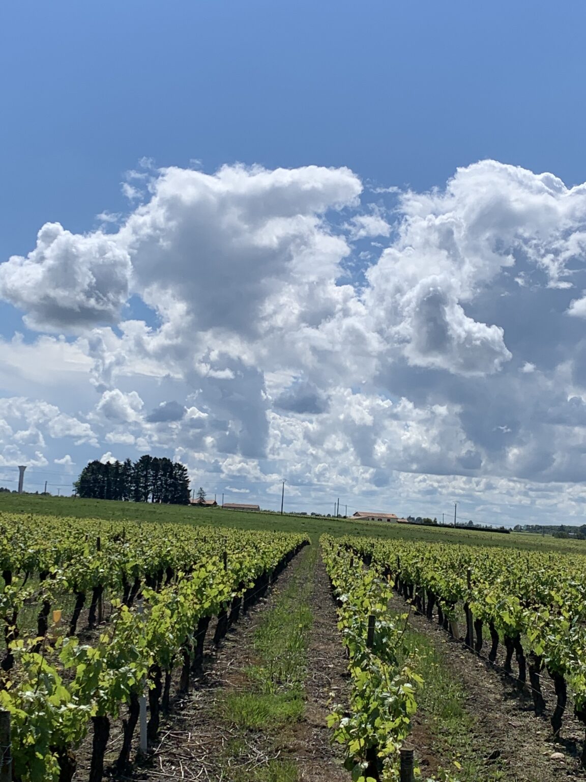 [Où étais-je le... ?] 19 mai 2024 : dans les vignes de muscadet