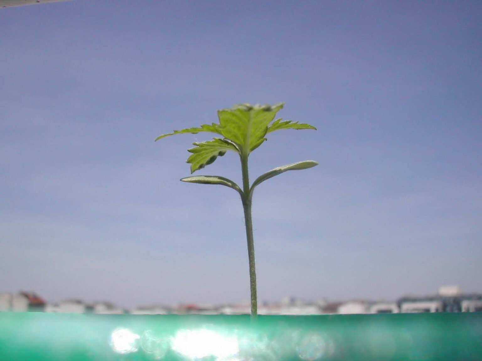 [Où étais-je le... ?] 10 juin 2004, devant un plan de cannabis