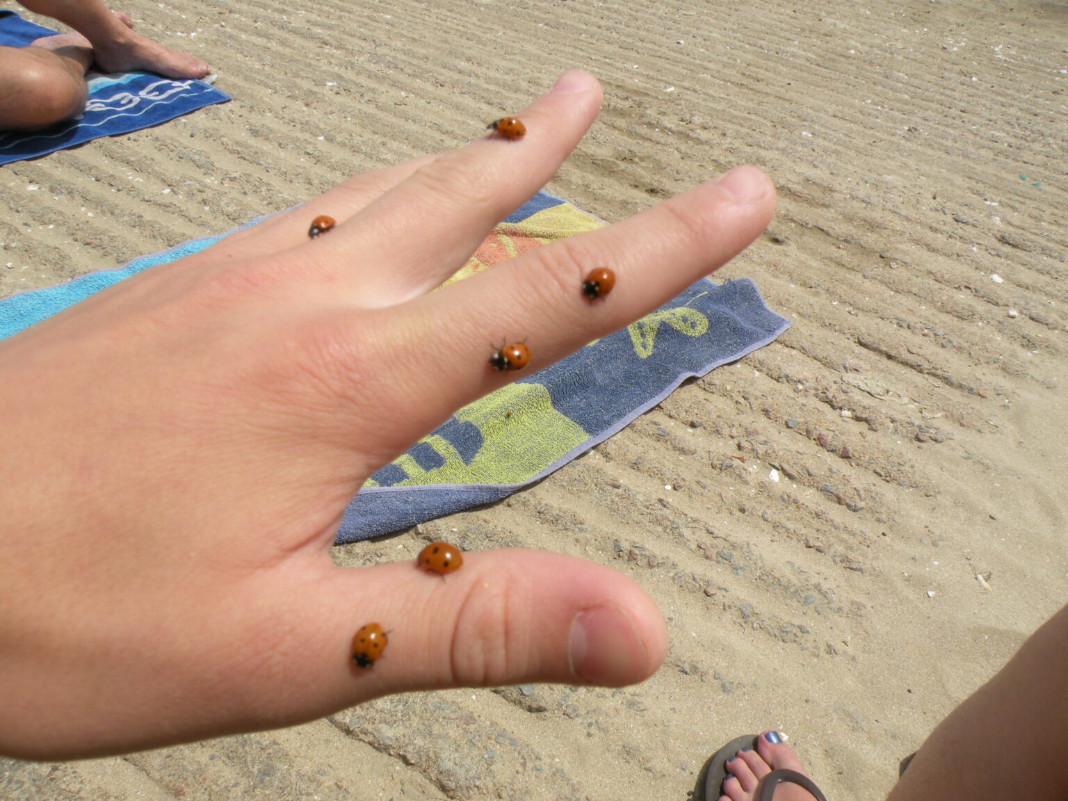 [Où étais-je le... ?] 03 juillet 2011, au milieu de milliards de coccinelles