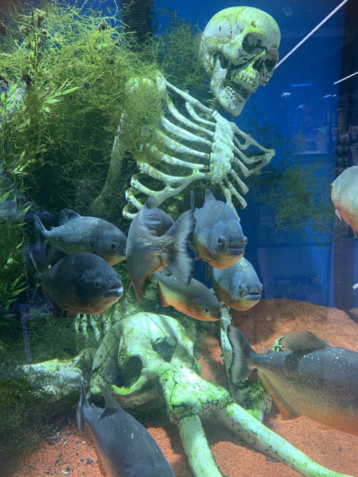 [Où étais-je le... ?] 7 janvier 2025, devant des piranhas