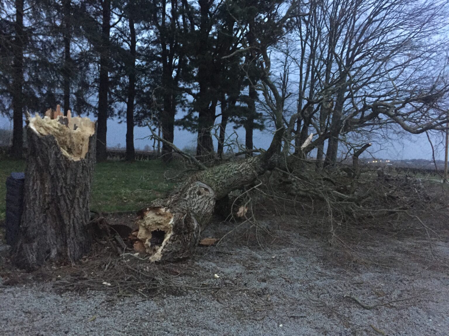 [Où étais-je le... ?] 4 mars 2019, chez moi devant un arbre qui est heureusement tombé du bon côté